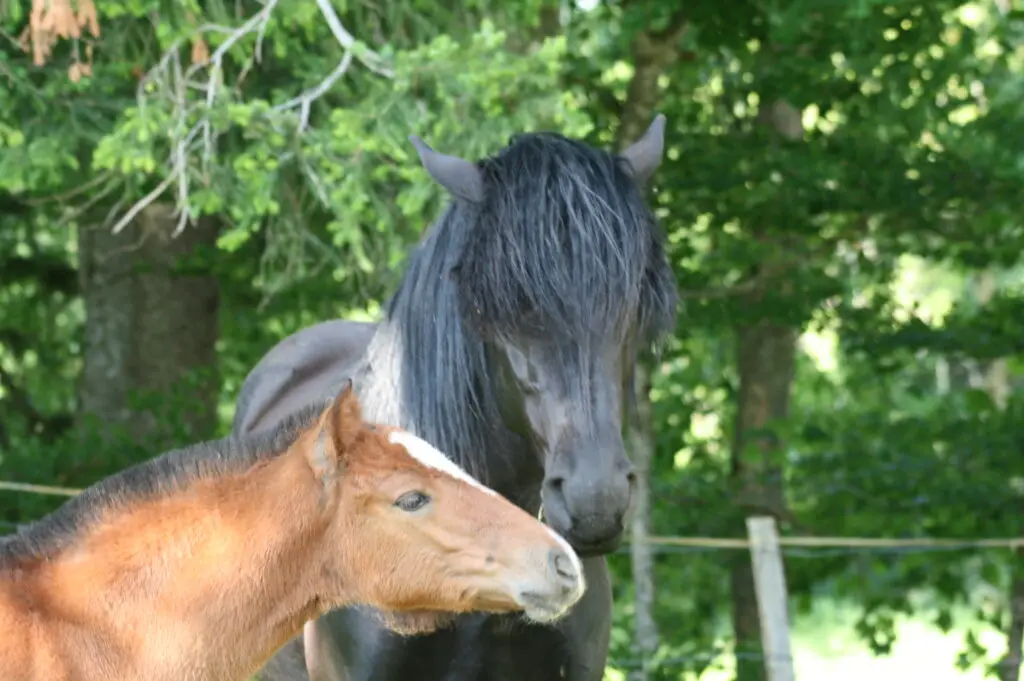 Nabuco, cheval hongre à la robe noir